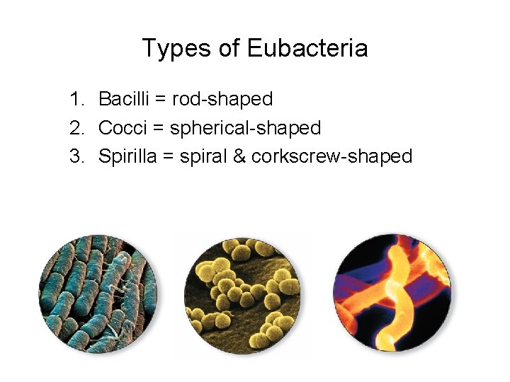 Types of Eubacteria 1. Bacilli = rod-shaped 2. Cocci = spherical-shaped 3. Spirilla =