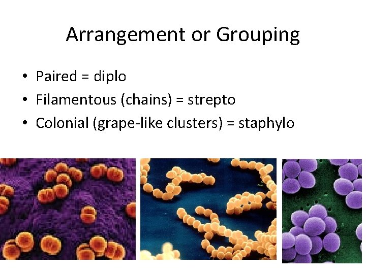 Arrangement or Grouping • Paired = diplo • Filamentous (chains) = strepto • Colonial