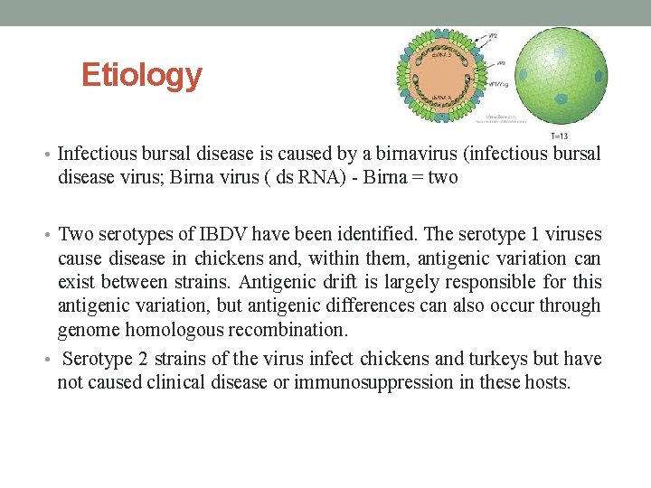 Etiology • Infectious bursal disease is caused by a birnavirus (infectious bursal disease virus;