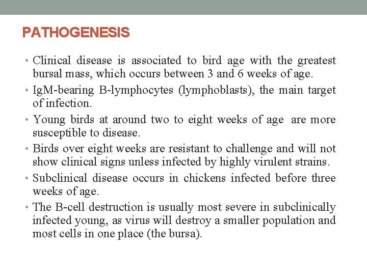 PATHOGENESIS • Clinical disease is associated to bird age with the greatest bursal mass,