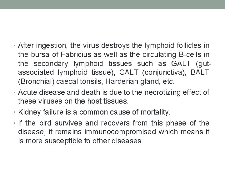  • After ingestion, the virus destroys the lymphoid follicles in the bursa of