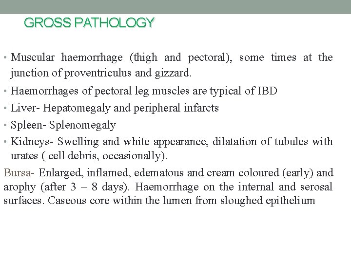 GROSS PATHOLOGY • Muscular haemorrhage (thigh and pectoral), some times at the junction of