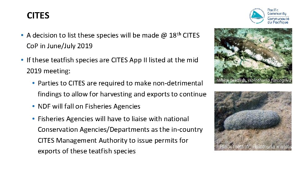 CITES • A decision to list these species will be made @ 18 th