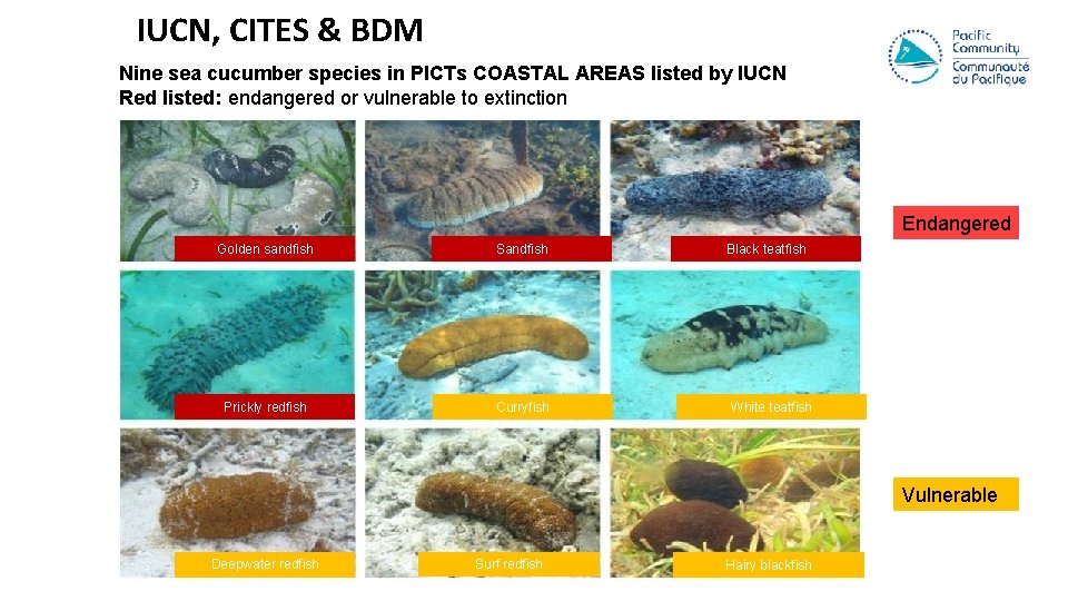 IUCN, CITES & BDM Nine sea cucumber species in PICTs COASTAL AREAS listed by