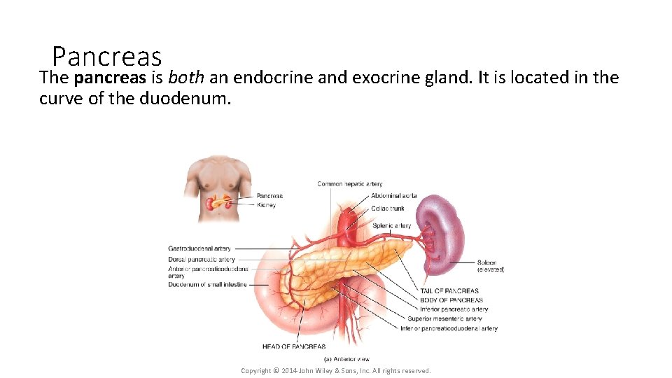 Pancreas The pancreas is both an endocrine and exocrine gland. It is located in