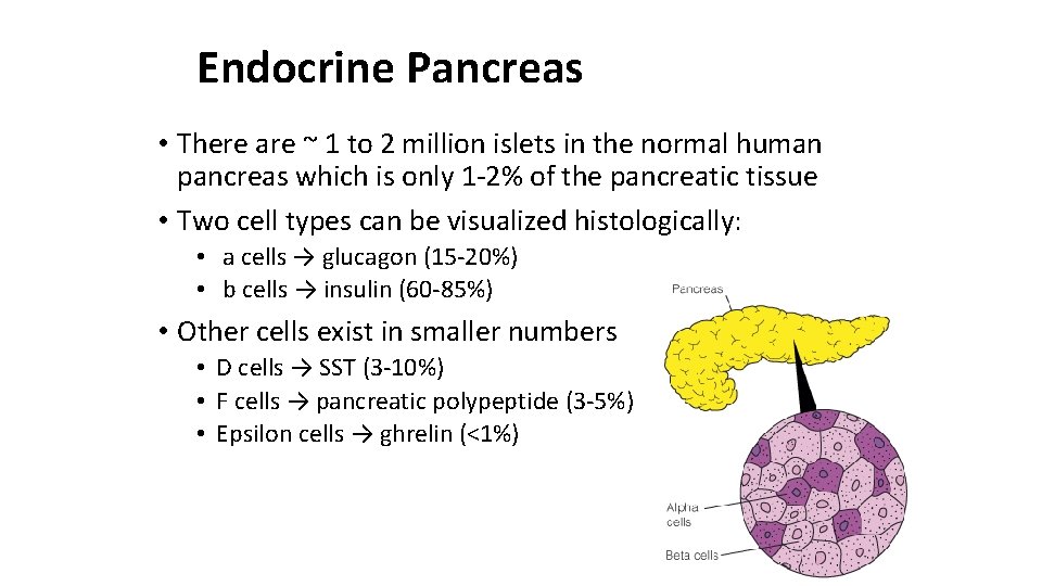 Endocrine Pancreas • There are ~ 1 to 2 million islets in the normal