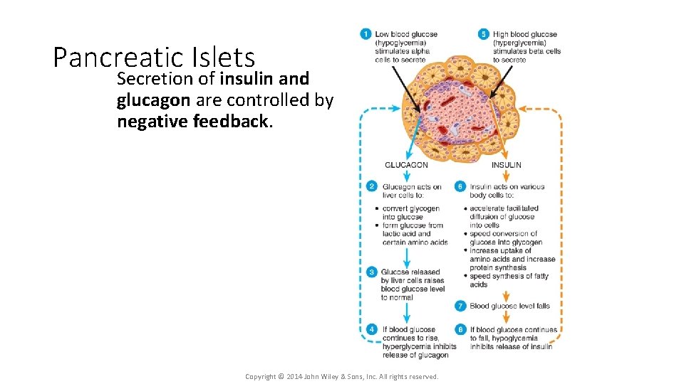 Pancreatic Islets Secretion of insulin and glucagon are controlled by negative feedback. Copyright ©
