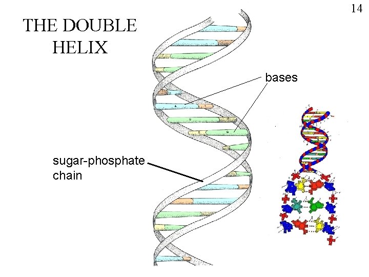 14 THE DOUBLE HELIX bases sugar-phosphate chain 