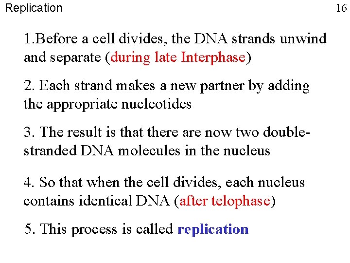 Replication 1. Before a cell divides, the DNA strands unwind and separate (during late