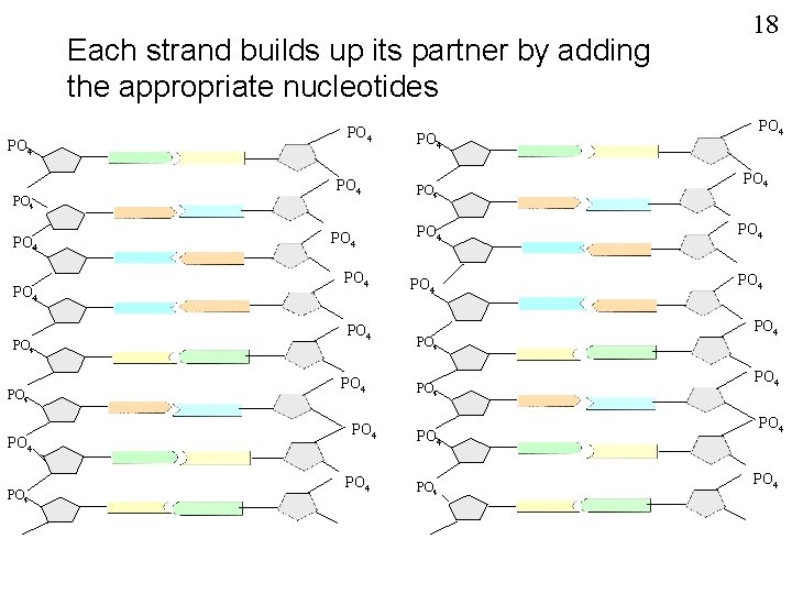 Each strand builds up its partner by adding the appropriate nucleotides PO 4 PO
