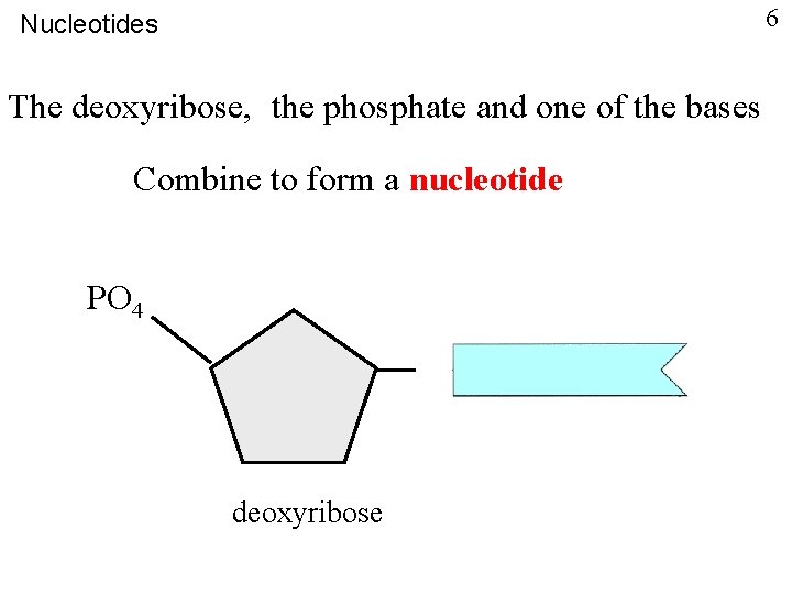 6 Nucleotides The deoxyribose, the phosphate and one of the bases Combine to form