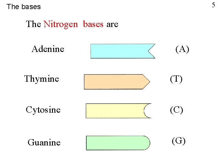 5 The bases The Nitrogen bases are Adenine (A) Thymine (T) Cytosine (C) Guanine