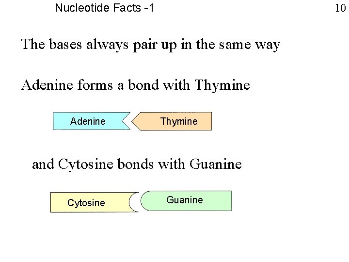 Nucleotide Facts -1 10 The bases always pair up in the same way Adenine