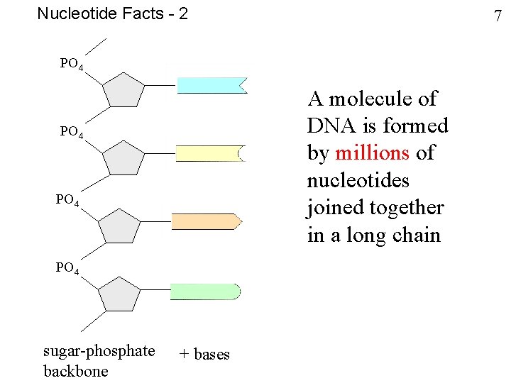 Nucleotide Facts - 2 7 PO 4 A molecule of DNA is formed by