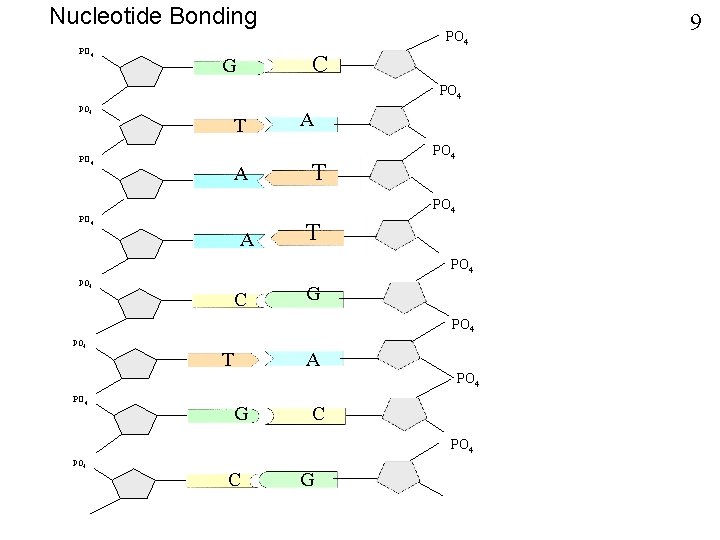 Nucleotide Bonding PO 4 C G PO 4 T A A T PO 4