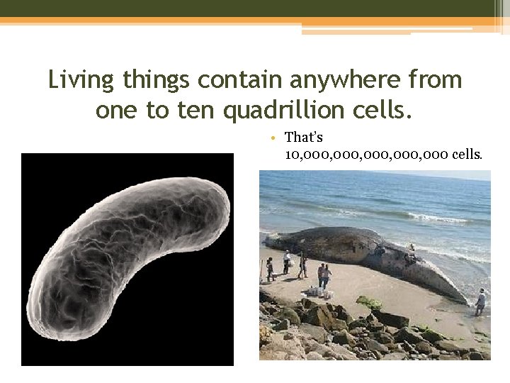 Living things contain anywhere from one to ten quadrillion cells. • That’s 10, 000,