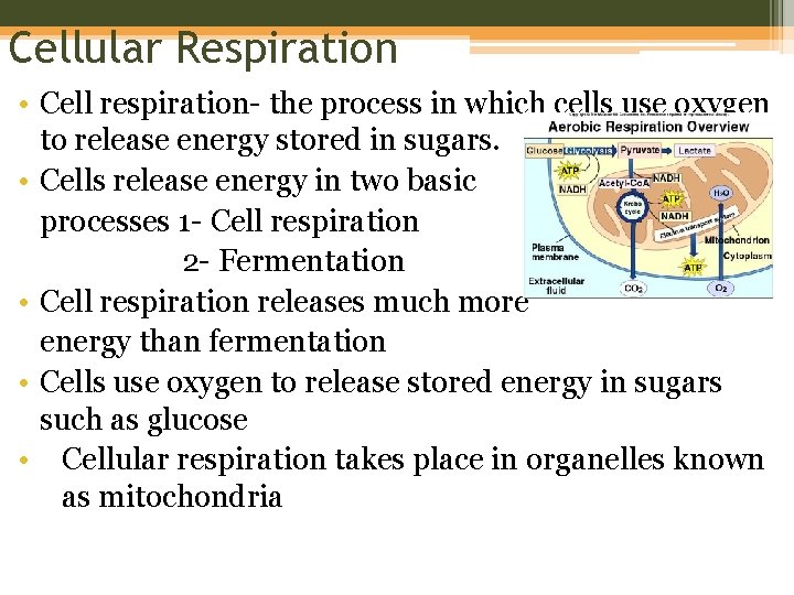 Cellular Respiration • Cell respiration- the process in which cells use oxygen to release