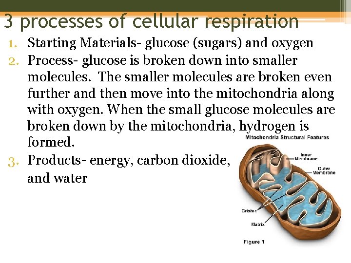 3 processes of cellular respiration 1. Starting Materials- glucose (sugars) and oxygen 2. Process-