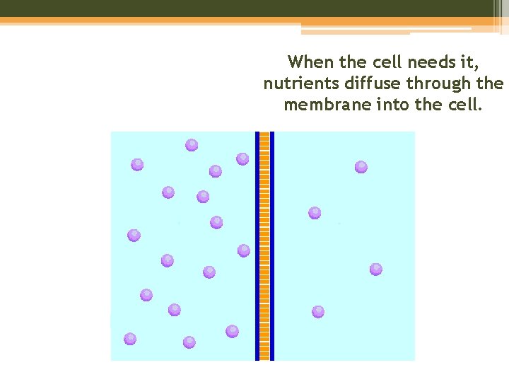 When the cell needs it, nutrients diffuse through the membrane into the cell. 