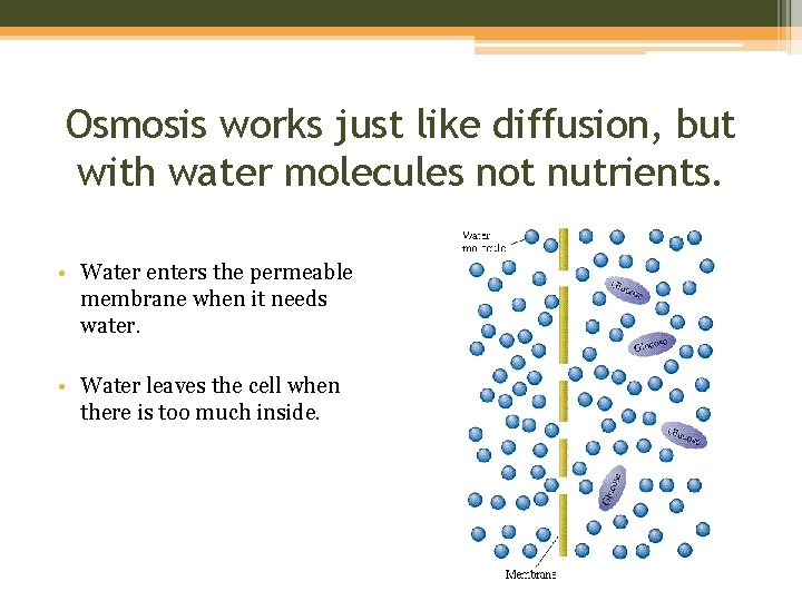 Osmosis works just like diffusion, but with water molecules not nutrients. • Water enters