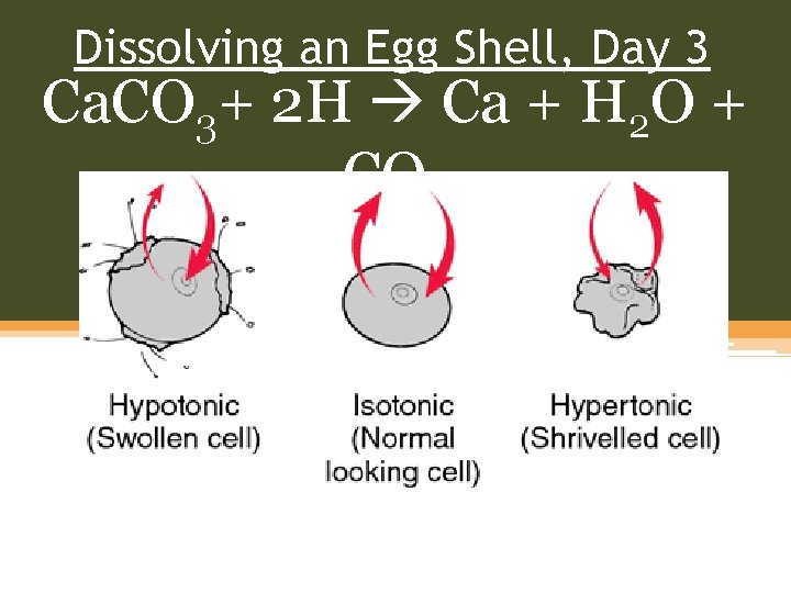 Dissolving an Egg Shell, Day 3 Ca. CO 3+ 2 H Ca + H