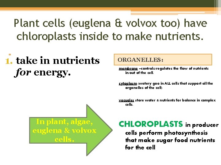 Plant cells (euglena & volvox too) have chloroplasts inside to make nutrients. 1. take