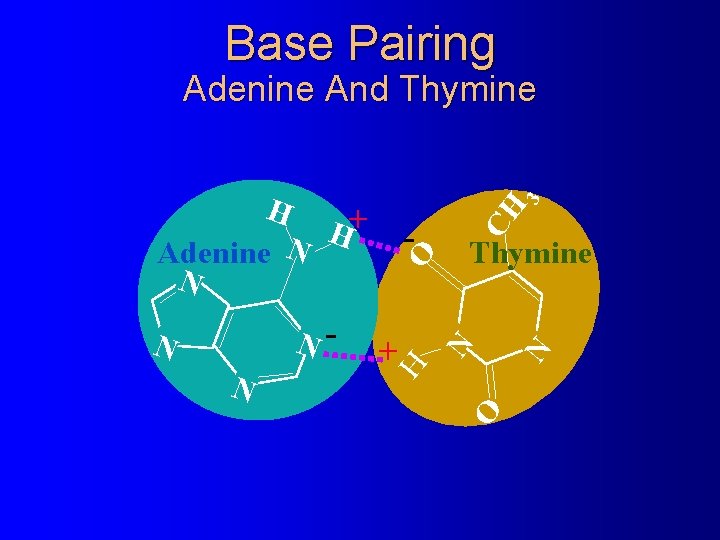 Base Pairing CH N O + O N Thymine N N- N - H