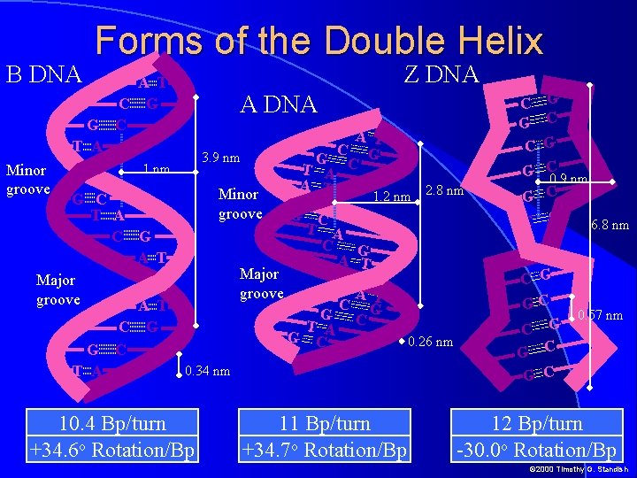 B DNA Forms of the Double Helix G T A Minor groove Z DNA