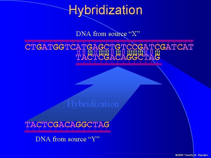 Hybridization DNA from source “X” CTGATGGTCATGAGCTGTCCGATCAT TACTCGACAGGCTAG Hybridization TACTCGACAGGCTAG DNA from source “Y” ©