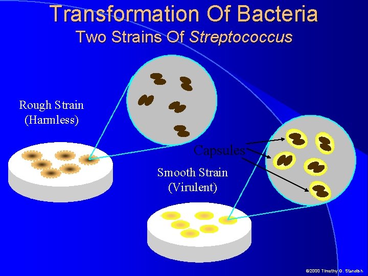 Transformation Of Bacteria Two Strains Of Streptococcus Rough Strain (Harmless) Capsules Smooth Strain (Virulent)