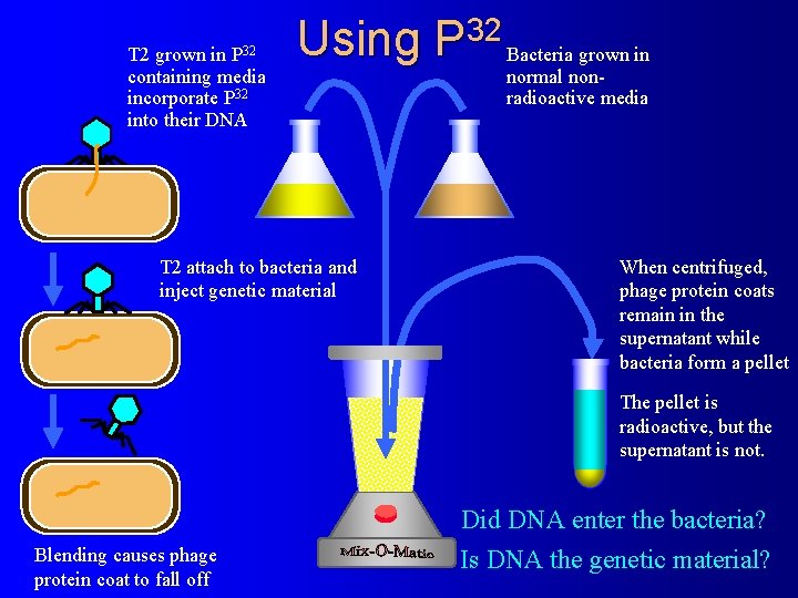 P 32 T 2 grown in containing media incorporate P 32 into their DNA