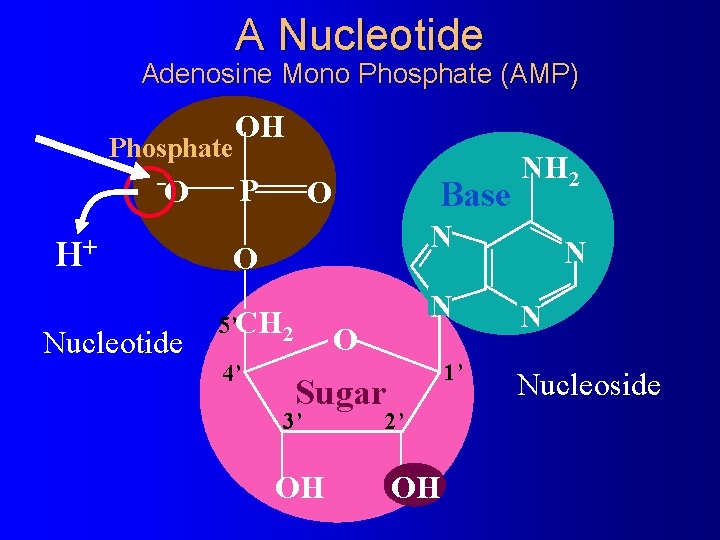 A Nucleotide Adenosine Mono Phosphate (AMP) Phosphate HO H+ Nucleotide OH P O Base