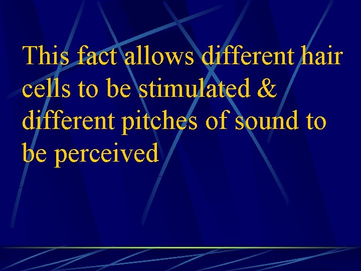 This fact allows different hair cells to be stimulated & different pitches of sound