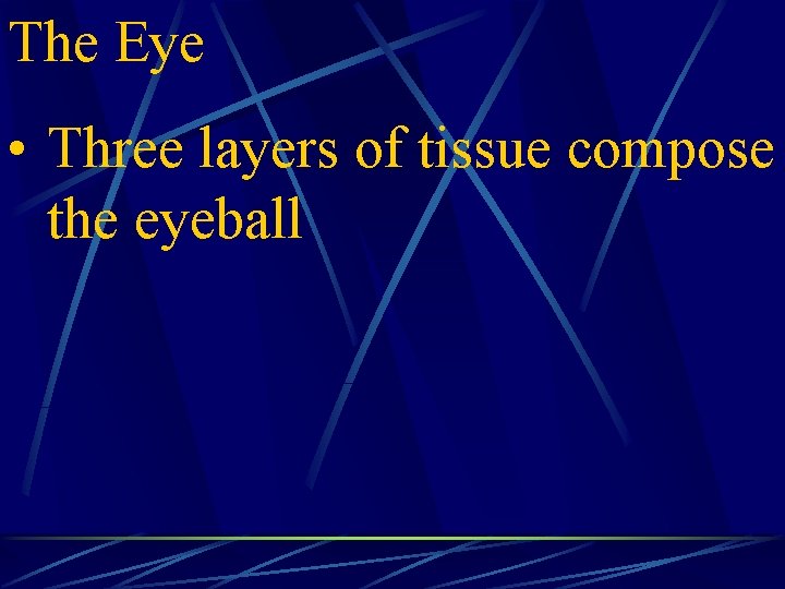 The Eye • Three layers of tissue compose the eyeball 