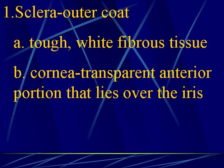 1. Sclera-outer coat a. tough, white fibrous tissue b. cornea-transparent anterior portion that lies