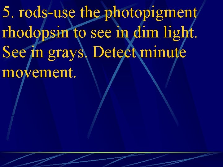 5. rods-use the photopigment rhodopsin to see in dim light. See in grays. Detect