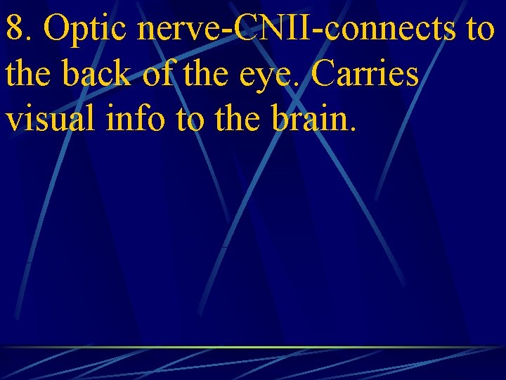 8. Optic nerve-CNII-connects to the back of the eye. Carries visual info to the
