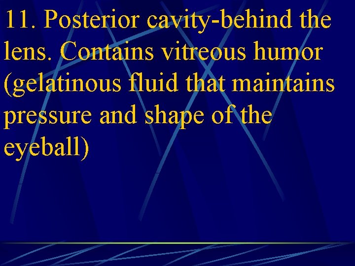 11. Posterior cavity-behind the lens. Contains vitreous humor (gelatinous fluid that maintains pressure and