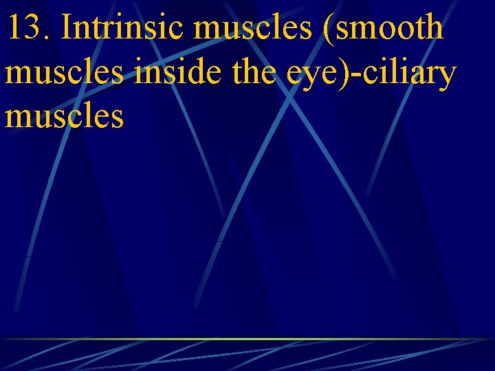 13. Intrinsic muscles (smooth muscles inside the eye)-ciliary muscles 