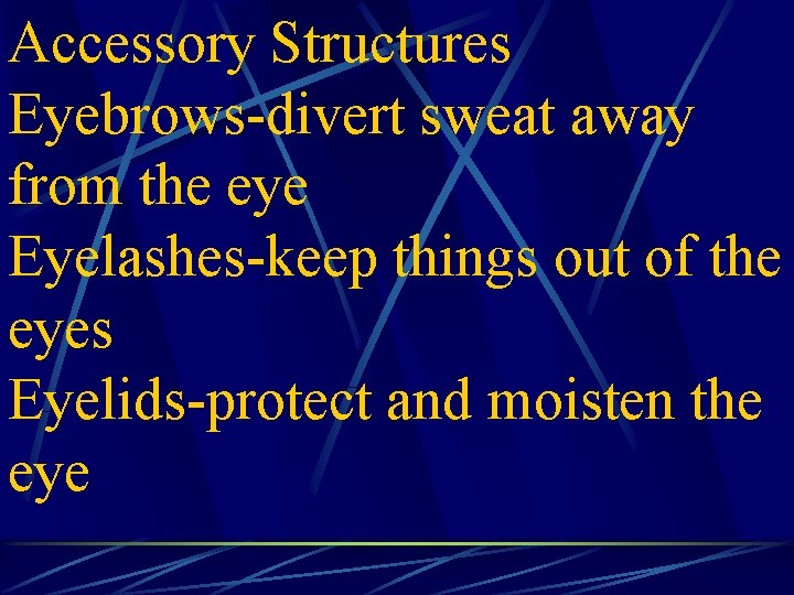 Accessory Structures Eyebrows-divert sweat away from the eye Eyelashes-keep things out of the eyes