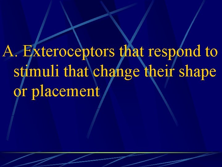 A. Exteroceptors that respond to stimuli that change their shape or placement 