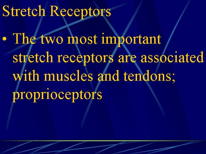 Stretch Receptors • The two most important stretch receptors are associated with muscles and