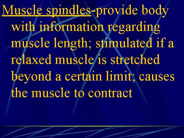 Muscle spindles-provide body with information regarding muscle length; stimulated if a relaxed muscle is
