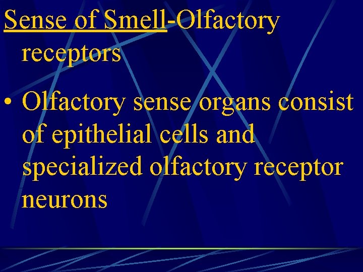 Sense of Smell-Olfactory receptors • Olfactory sense organs consist of epithelial cells and specialized