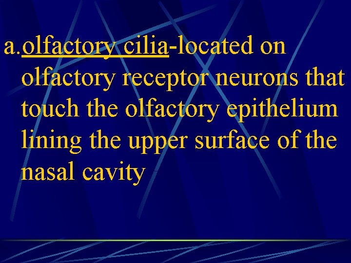 a. olfactory cilia-located on olfactory receptor neurons that touch the olfactory epithelium lining the