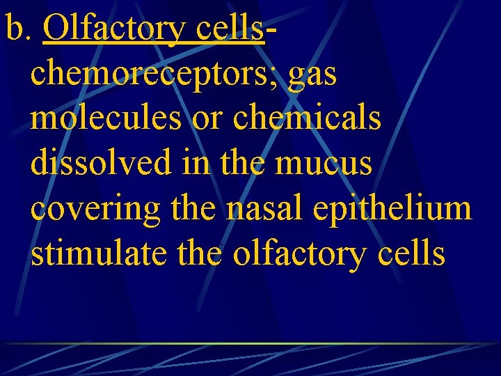 b. Olfactory cellschemoreceptors; gas molecules or chemicals dissolved in the mucus covering the nasal