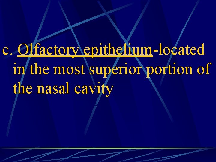 c. Olfactory epithelium-located in the most superior portion of the nasal cavity 