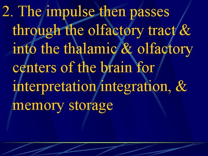 2. The impulse then passes through the olfactory tract & into the thalamic &