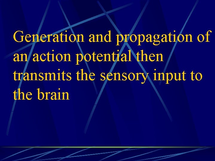 Generation and propagation of an action potential then transmits the sensory input to the