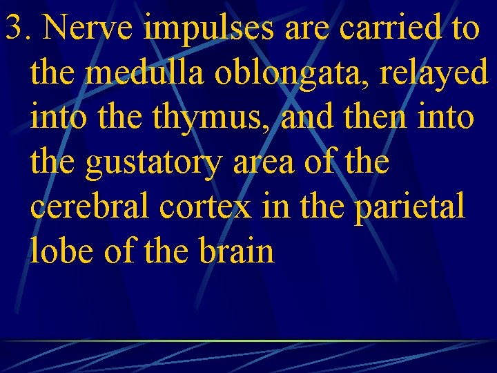 3. Nerve impulses are carried to the medulla oblongata, relayed into the thymus, and